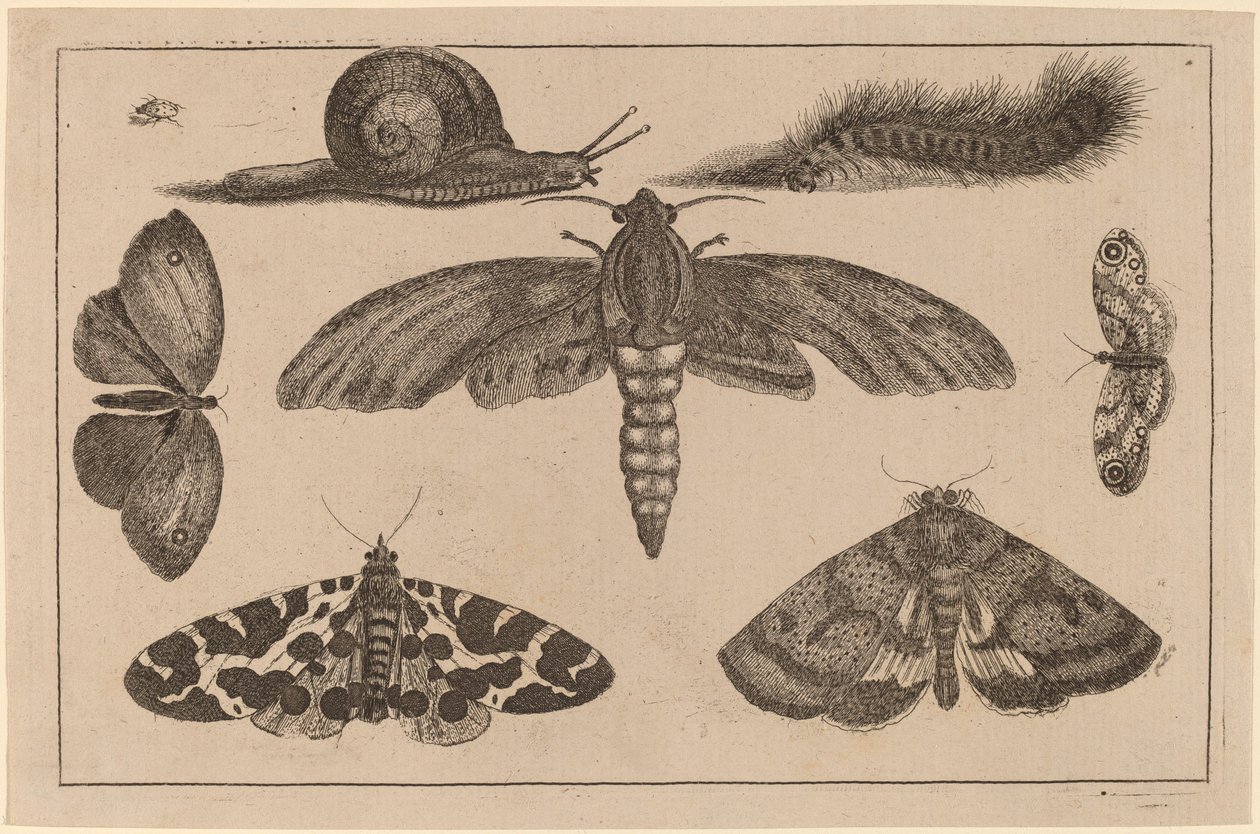 Sechs Insekten, eine Raupe und eine Schnecke von Wenceslaus Hollar