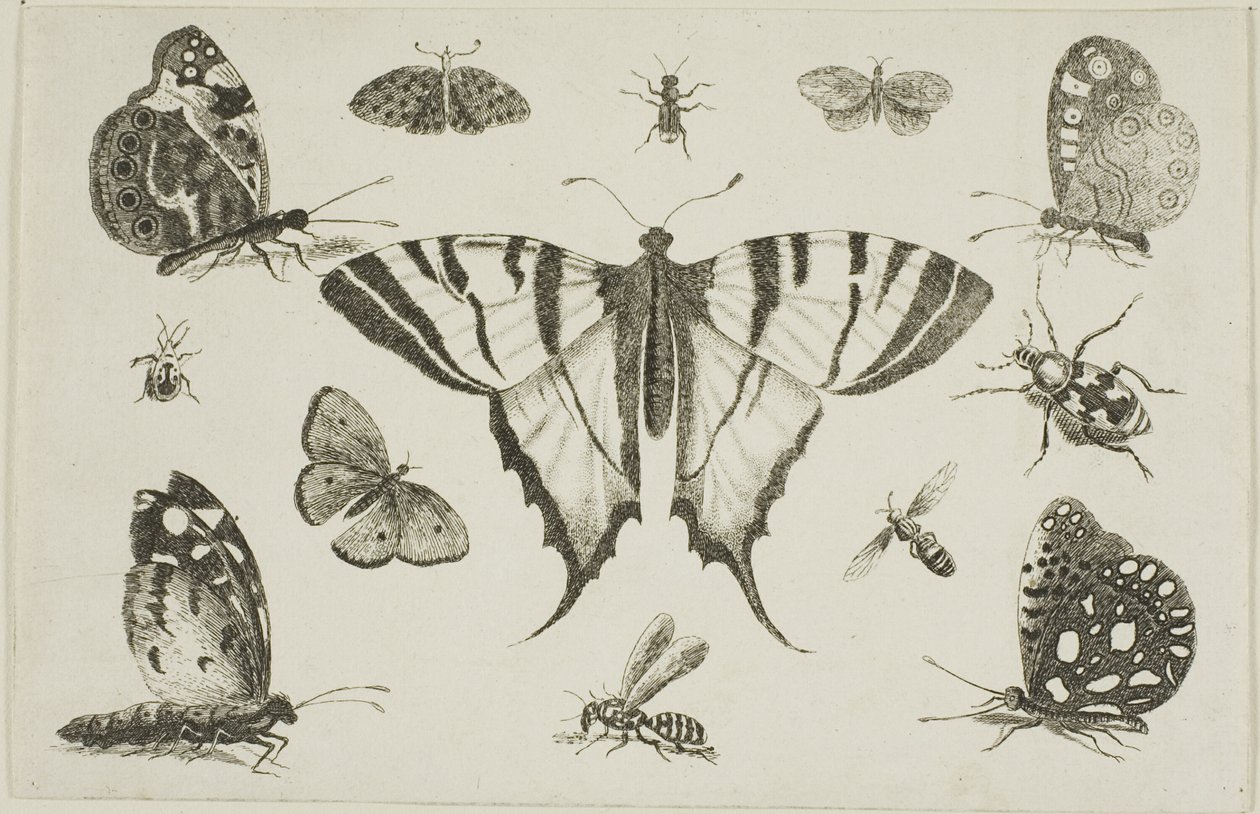 Schwalbenschwanz-Schmetterling und zwölf andere Insekten von Wenceslaus Hollar