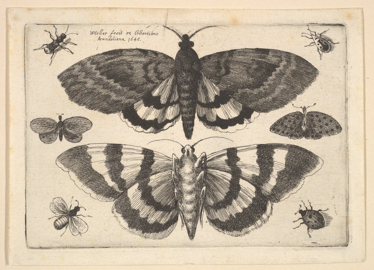 Zwei Motten und sechs Insekten, 1645 von Wenceslaus Hollar