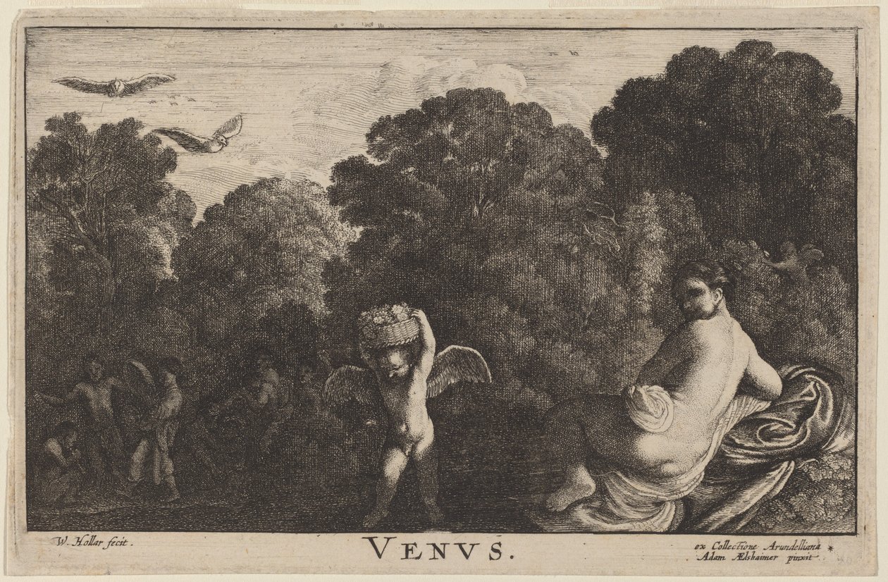 Venus von Wenceslaus Hollar