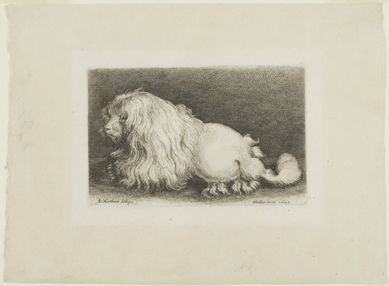 Weißer Hund von Wenceslaus Hollar