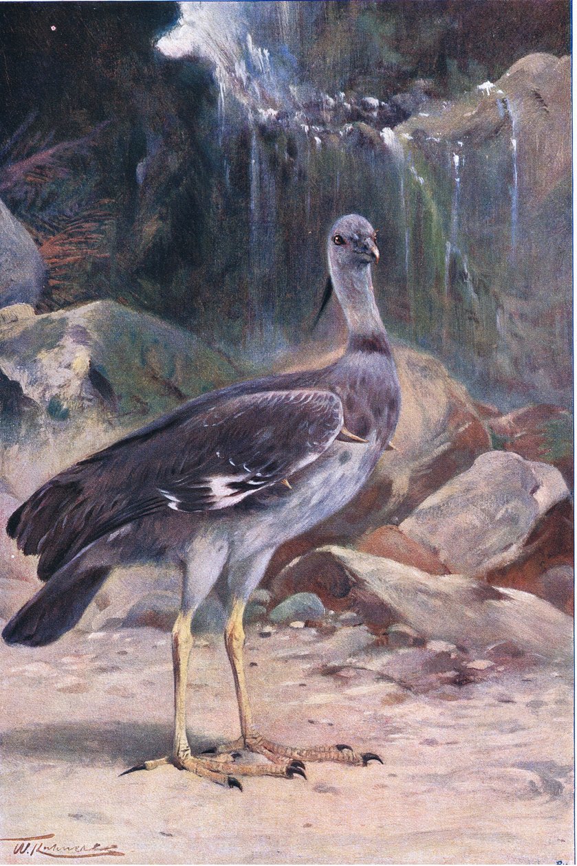 Haubenschreier, aus "Wildtiere der Welt" veröffentlicht von Frederick Warne & Co, ca. 1900 von Wilhelm Kuhnert