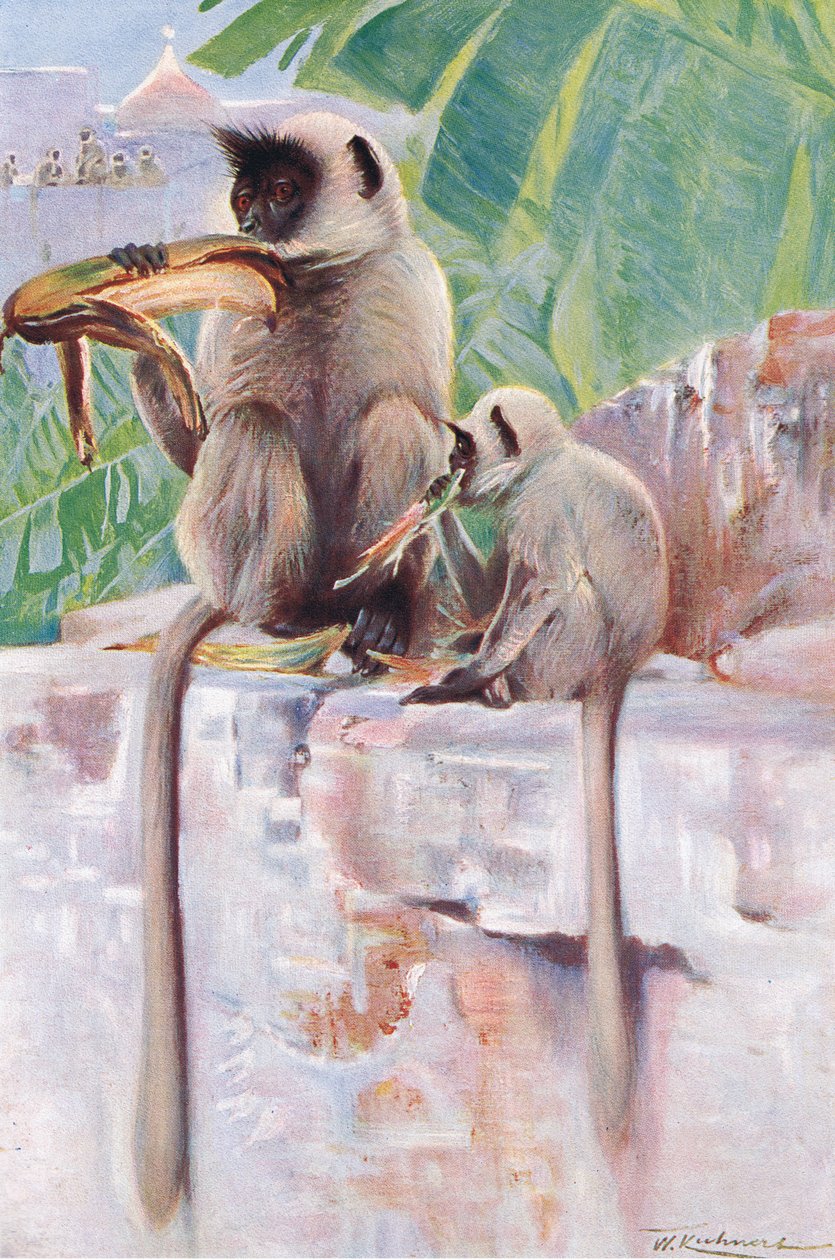 Hanuman-Affe, aus Wildlife of the World veröffentlicht von Frederick Warne & Co, ca. 1900 von Wilhelm Kuhnert