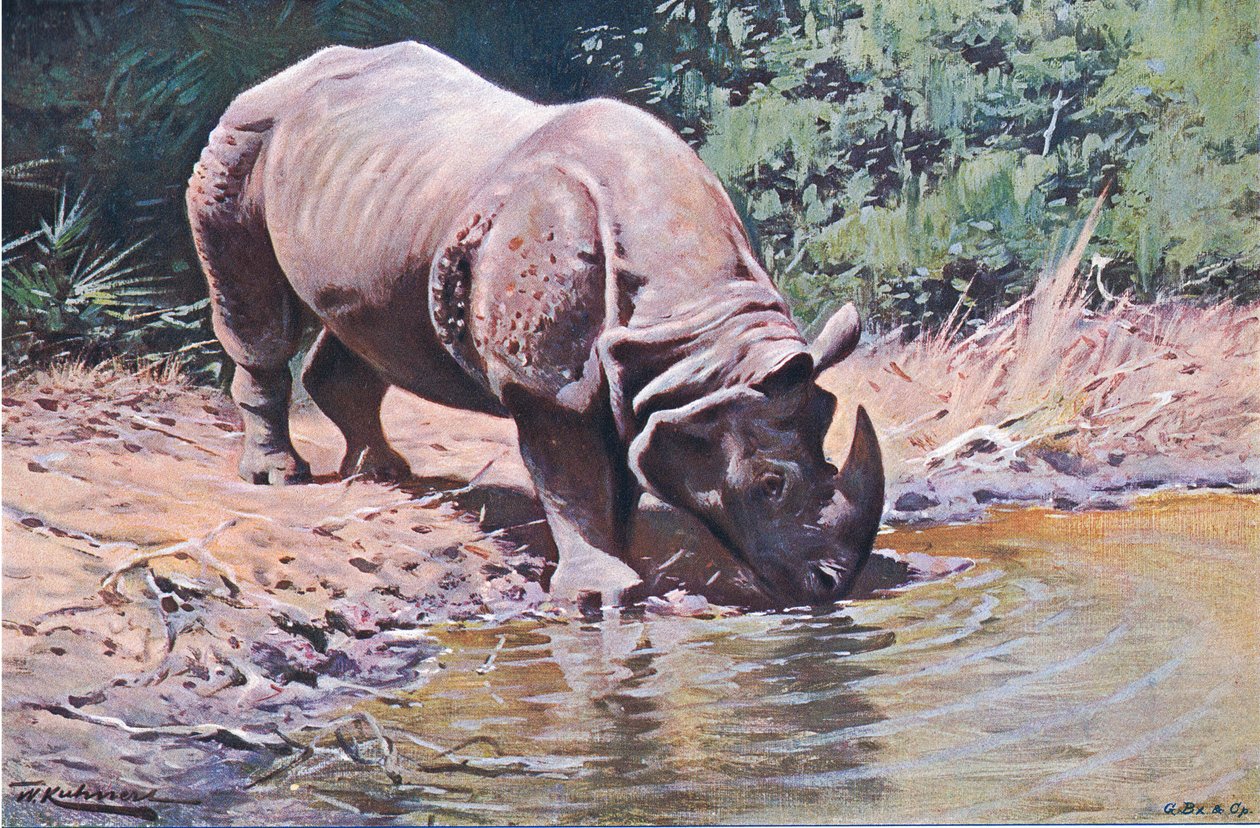 Indisches Nashorn, aus Wildlife of the World veröffentlicht von Frederick Warne & Co, ca. 1900 von Wilhelm Kuhnert