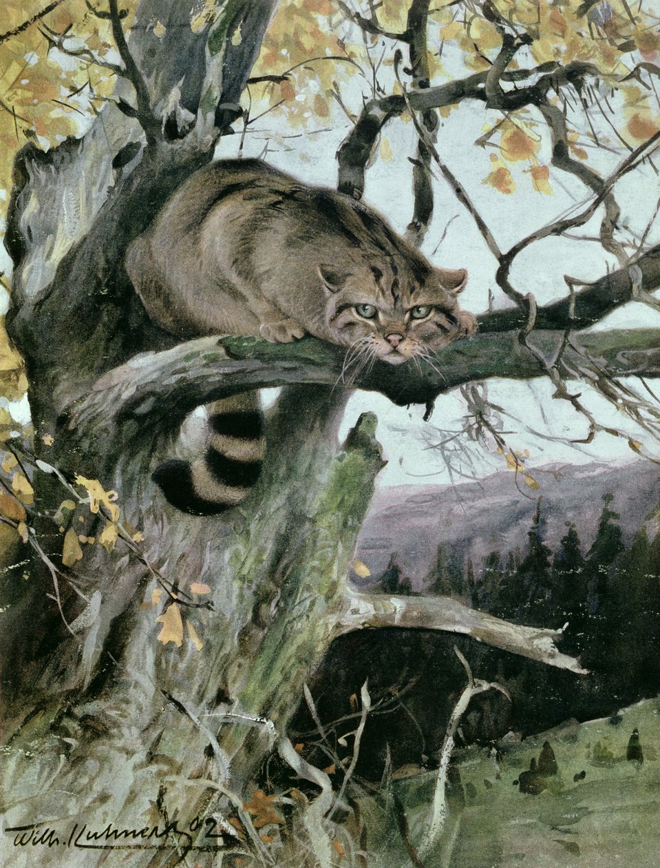 Wildkatze auf einem Baum, 1902 von Wilhelm Kuhnert