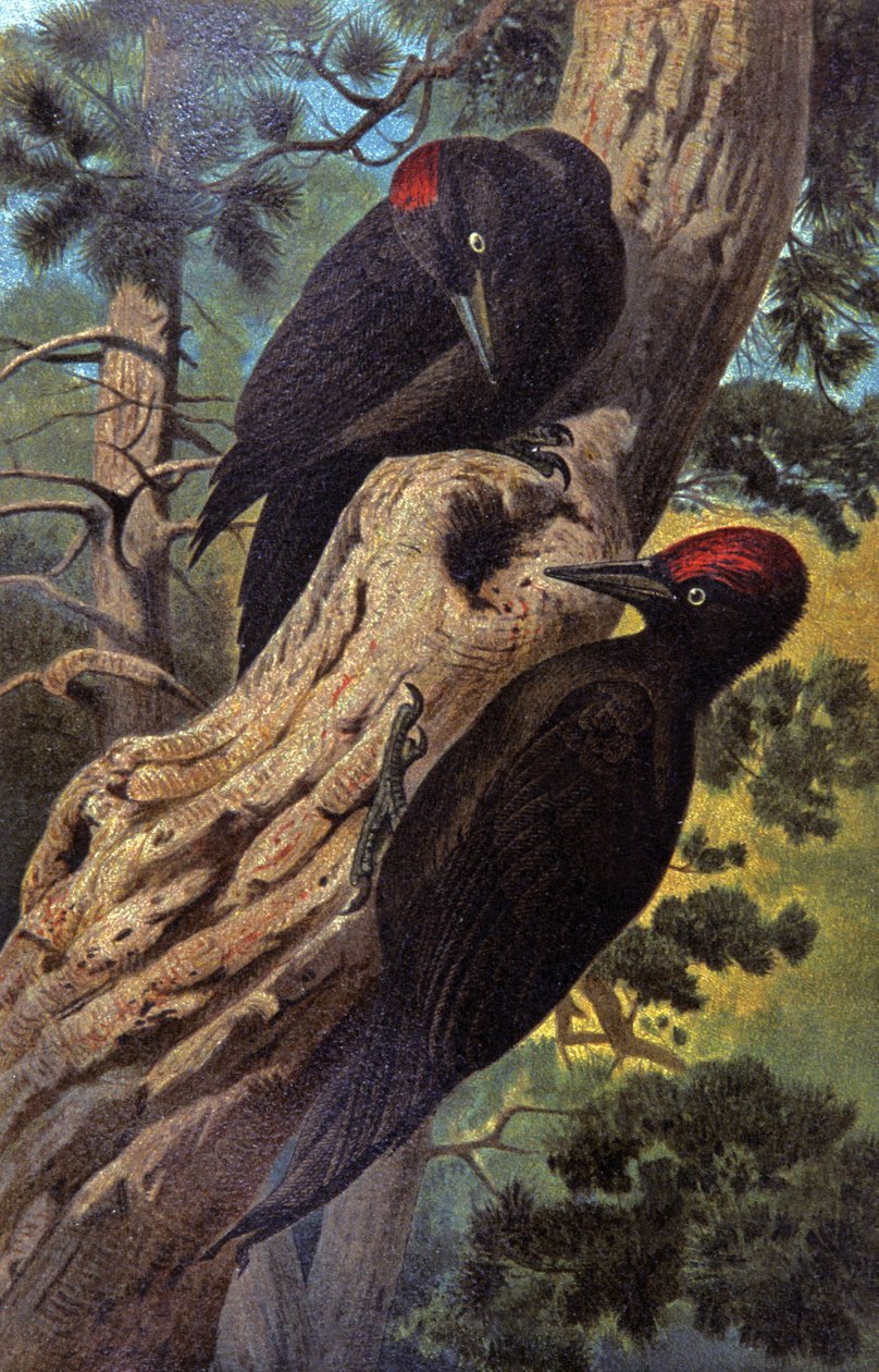 Schwarzspecht von Wilhelm Kuhnert