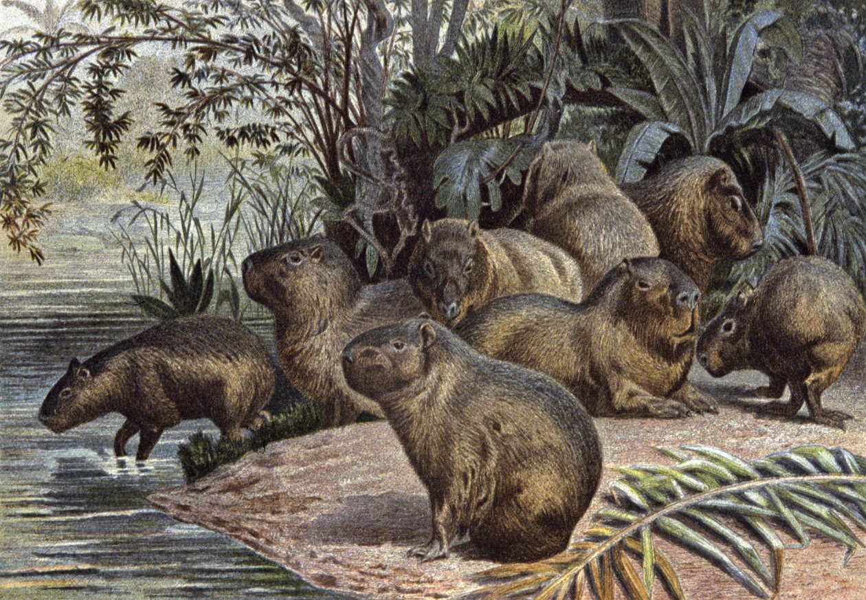 Capybaras von Wilhelm Kuhnert
