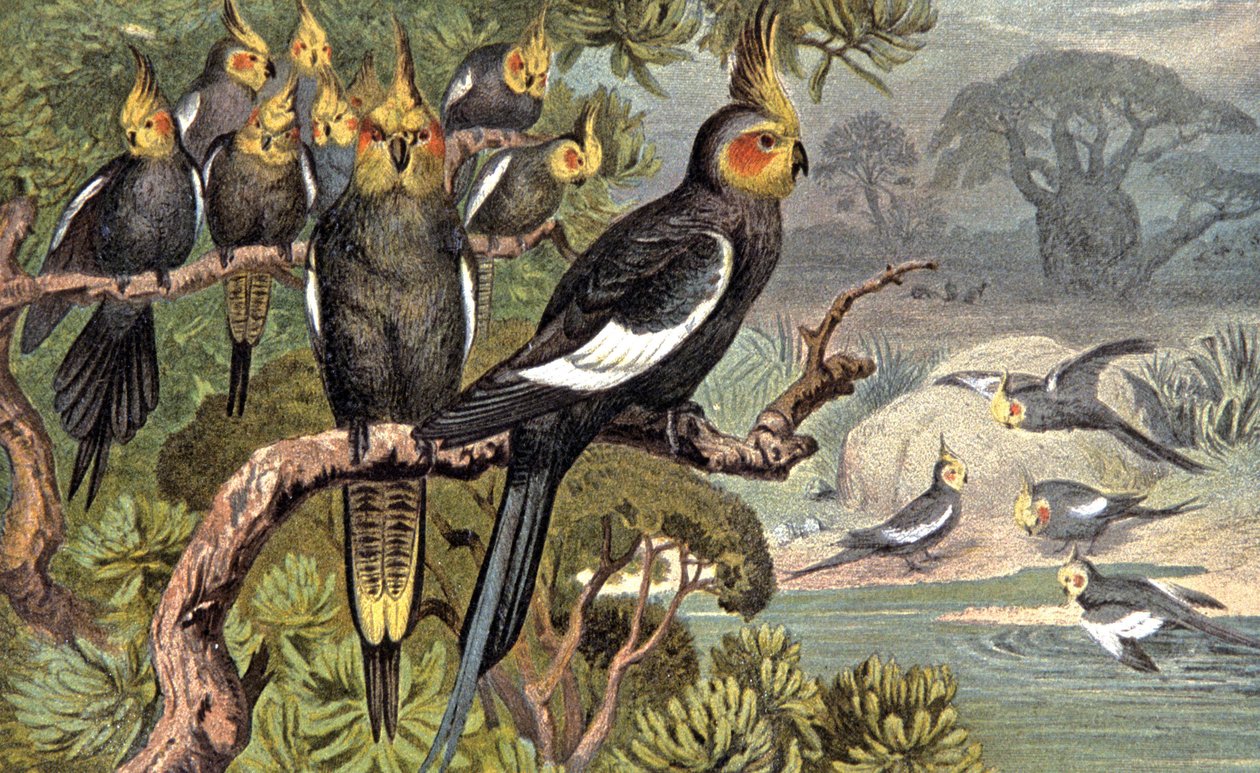 Kakadu, ca. 1910 (Illustration) von Wilhelm Kuhnert