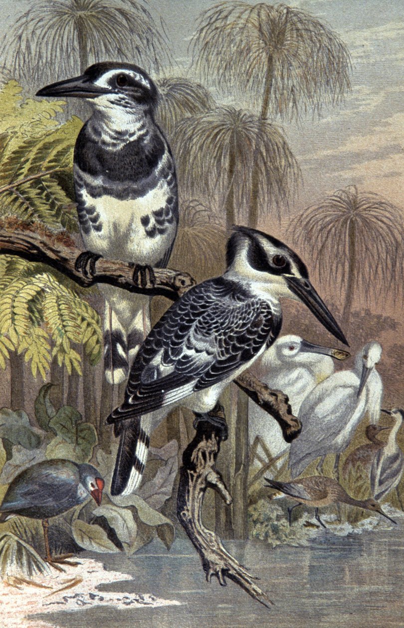 Eisvögel, ca. 1910 von Wilhelm Kuhnert