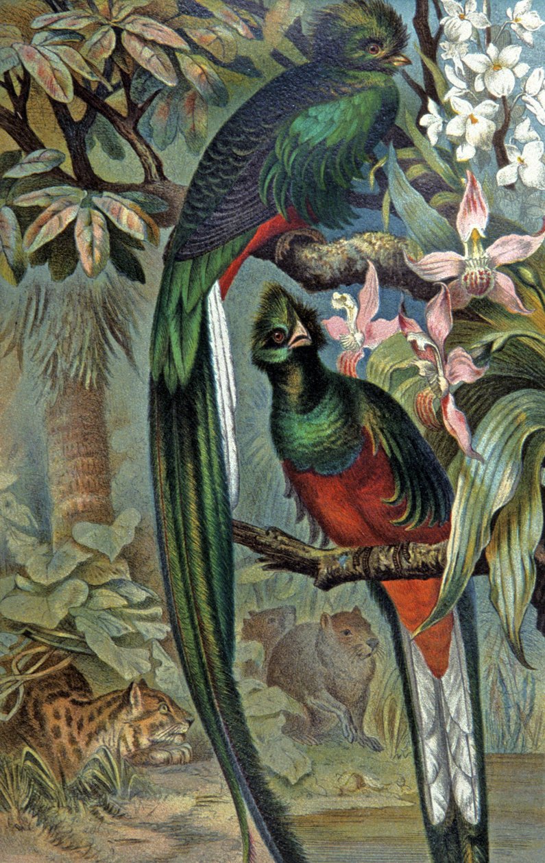 Quetzal prächtig, ca. 1910 von Wilhelm Kuhnert