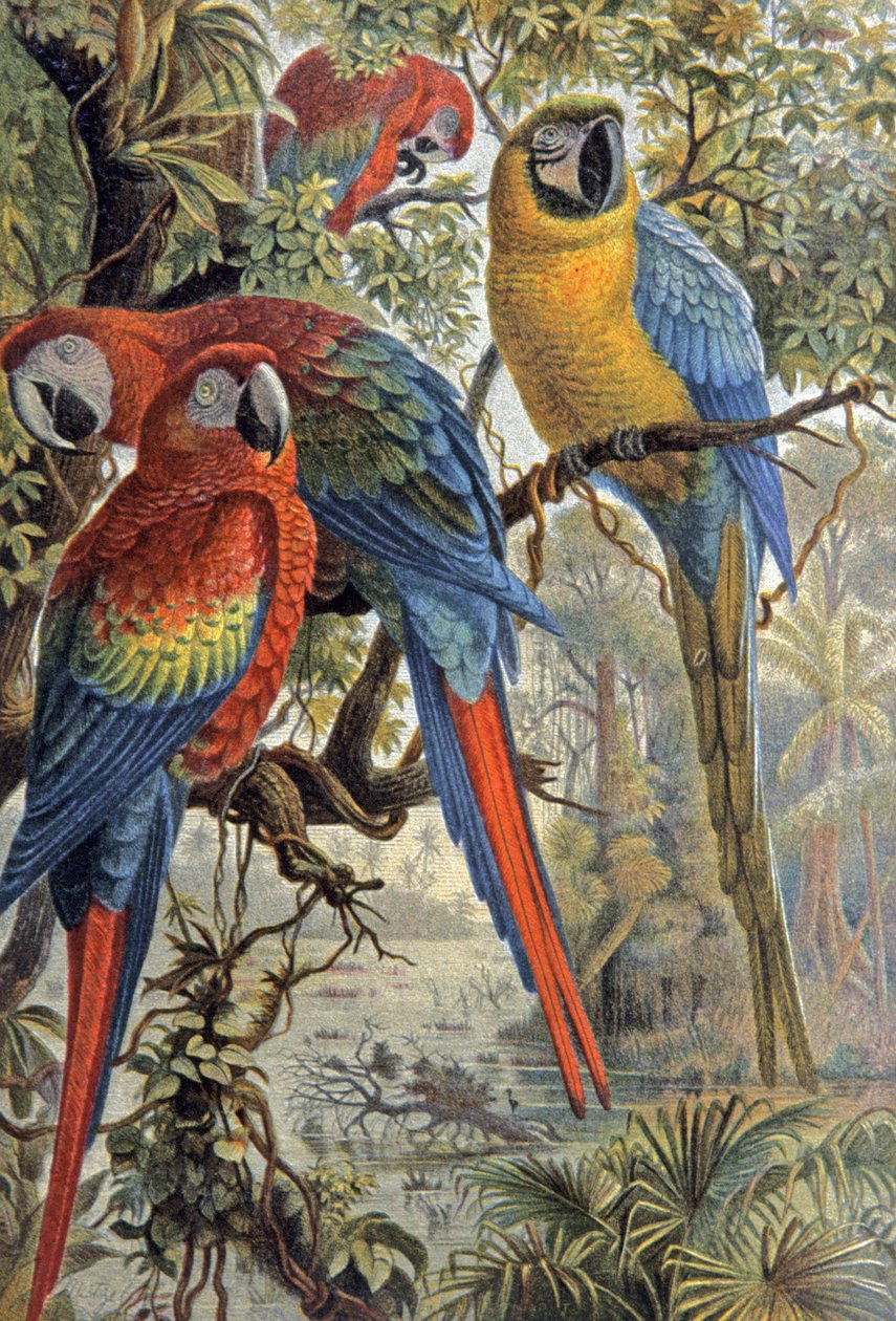 Rote Papageien, ca. 1910 von Wilhelm Kuhnert