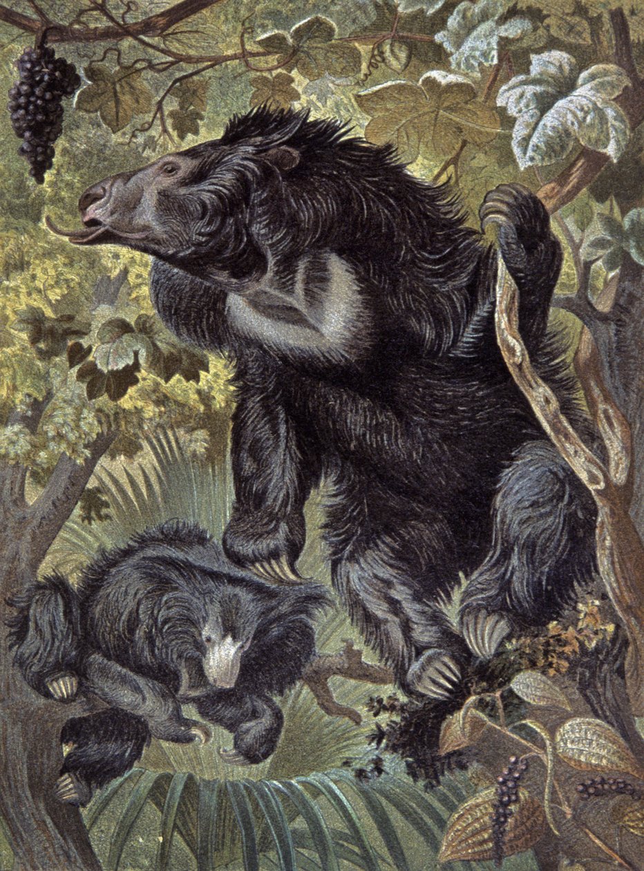 Faultierbär von Wilhelm Kuhnert
