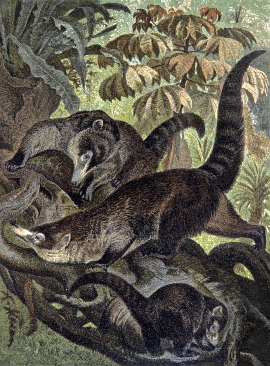Weißnasen-Nasenbär von Wilhelm Kuhnert