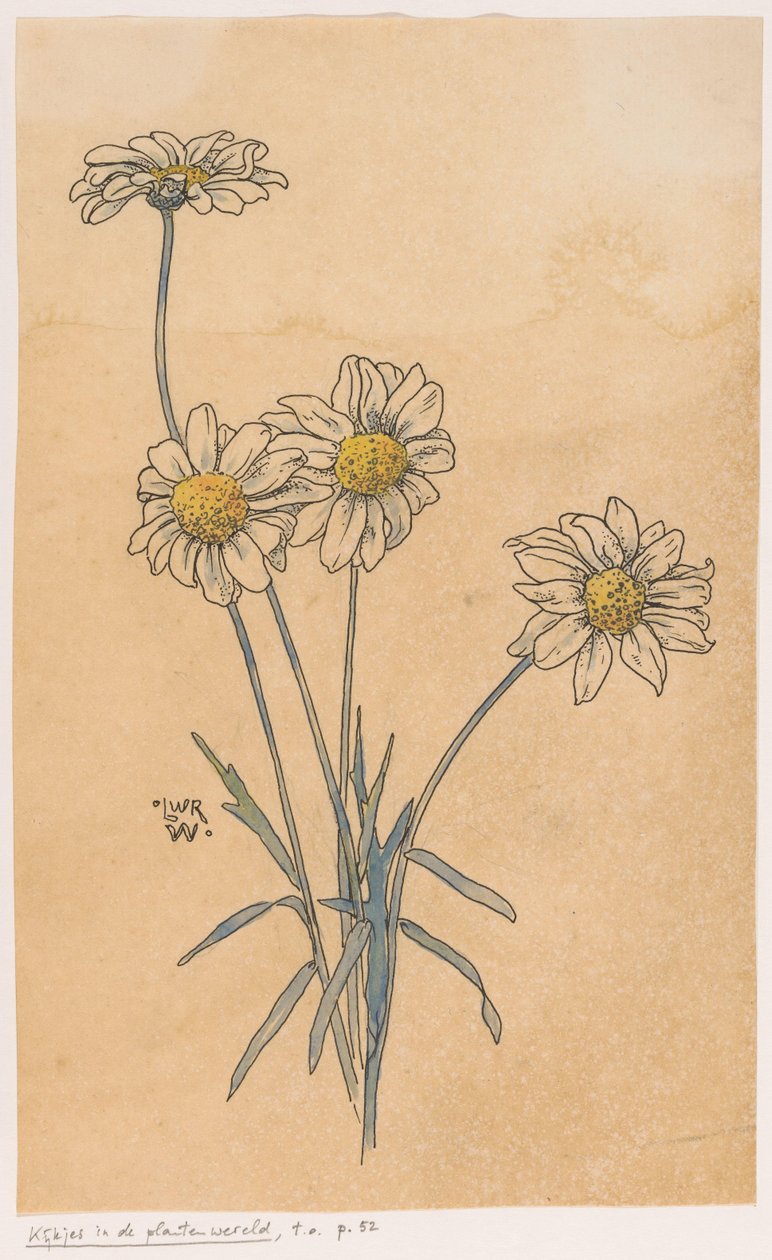 Weiße Margeriten von Ludwig Willem Reymert Wenckebach