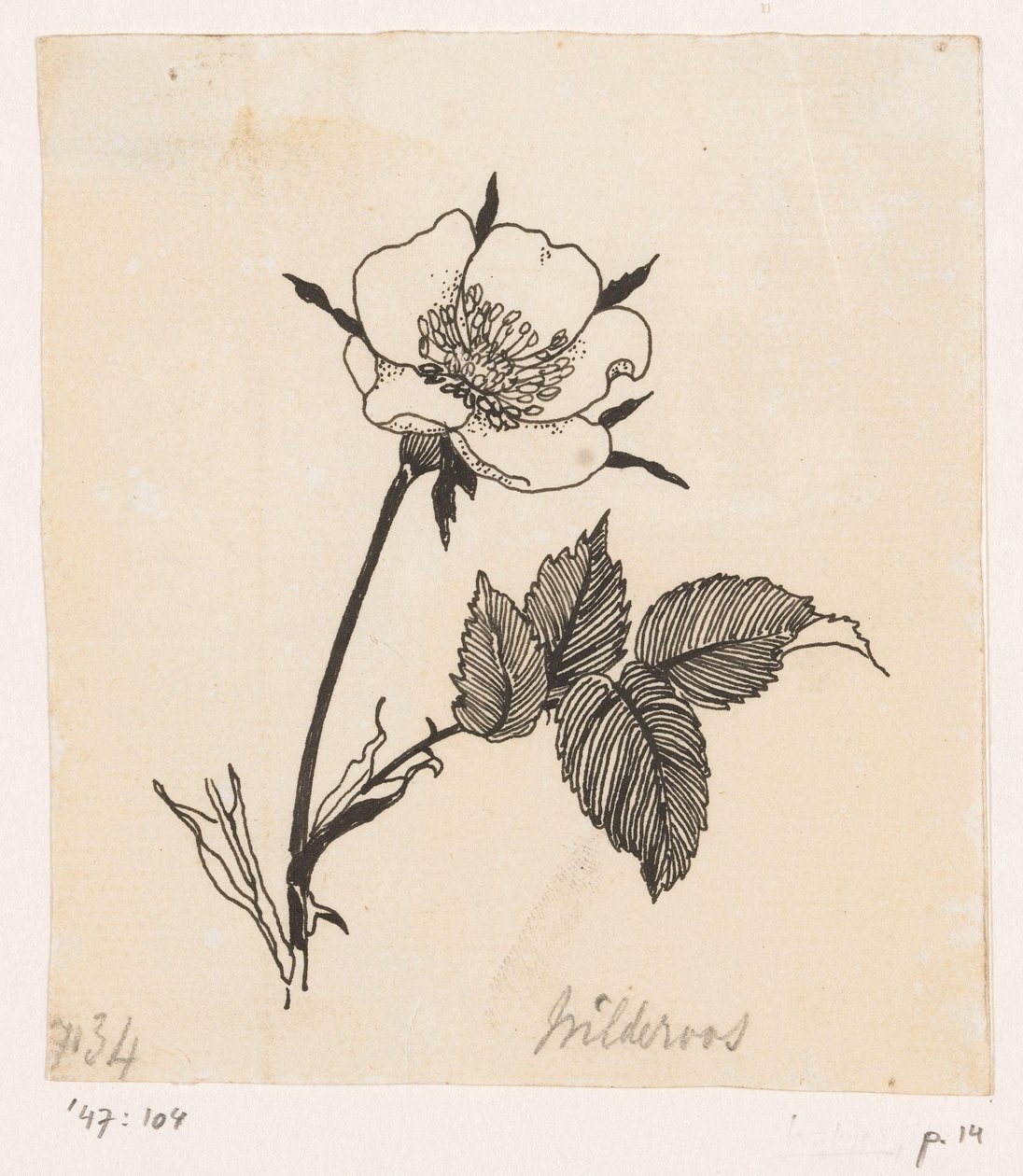 Wilde Rose von Willem Wenckebach