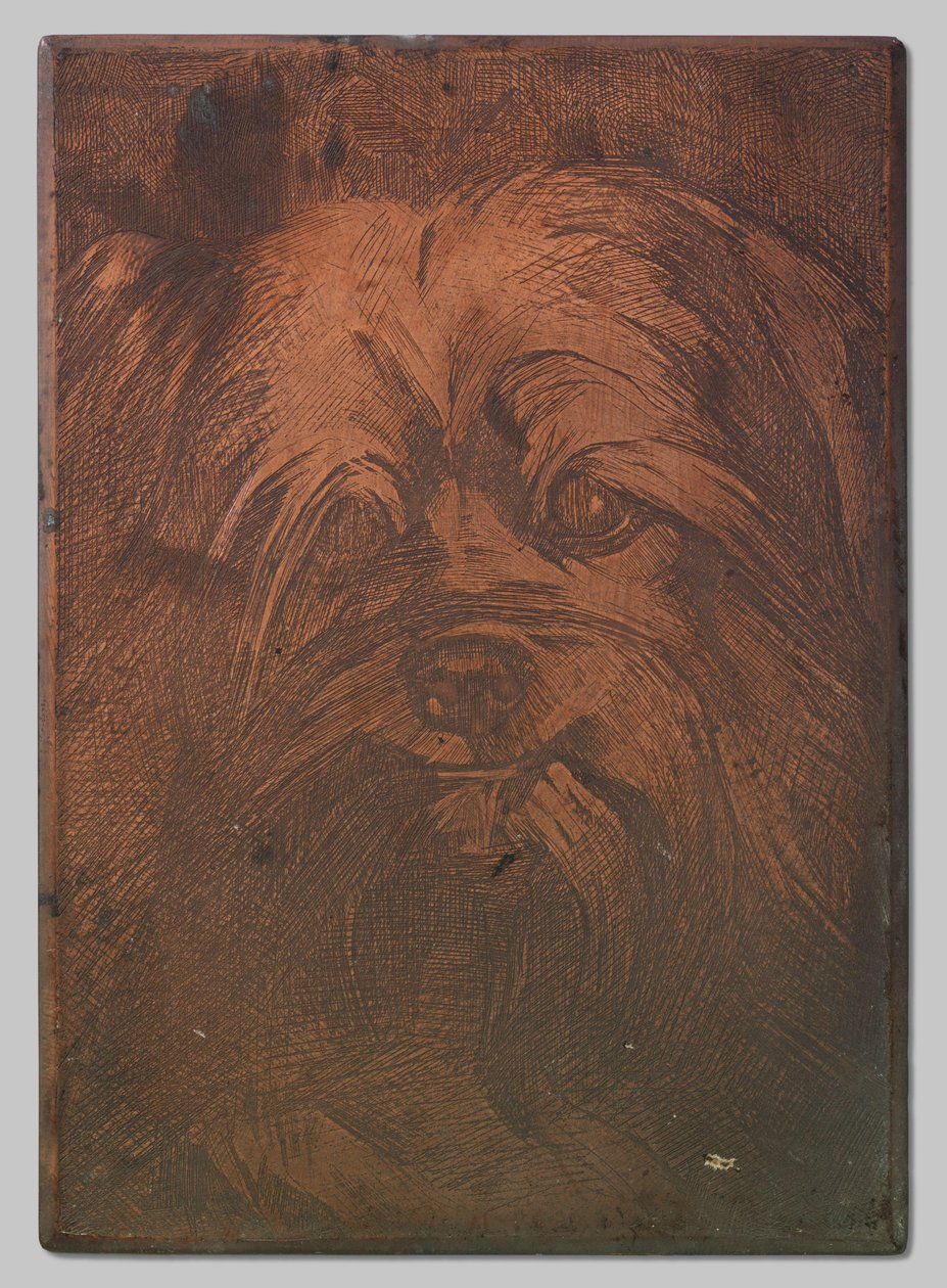 Hund Phoebus von Willem Arnoldus Witsen