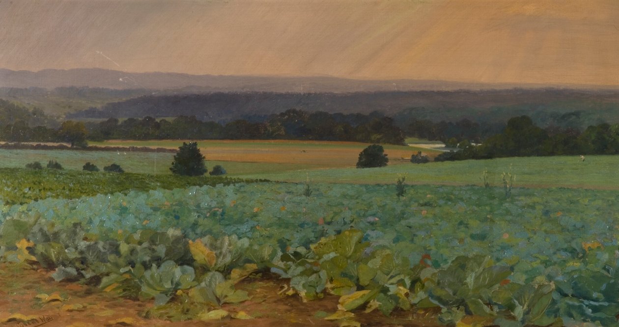 Rübenfeld von William Cosens Way