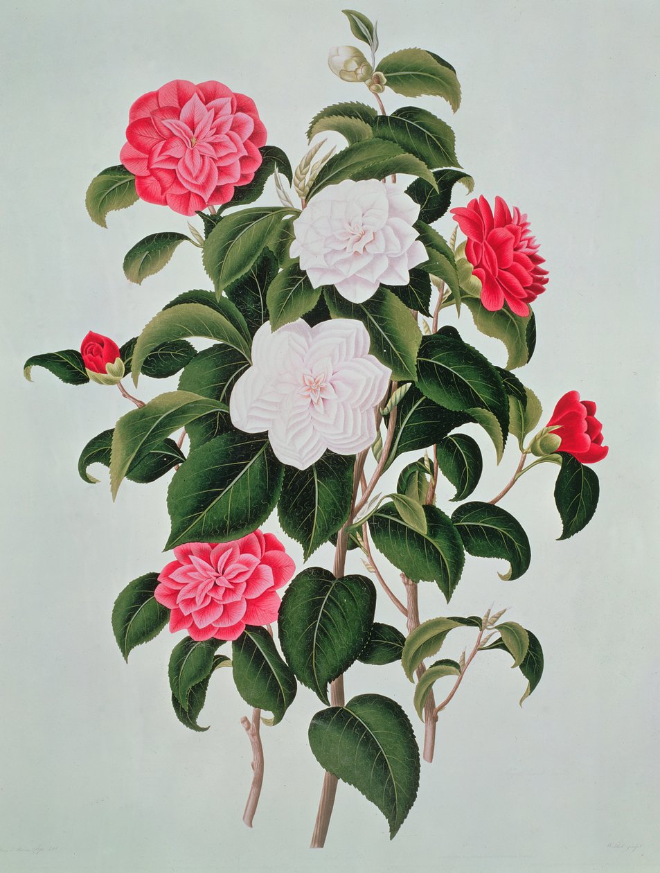 Camellia Japonica, aus 