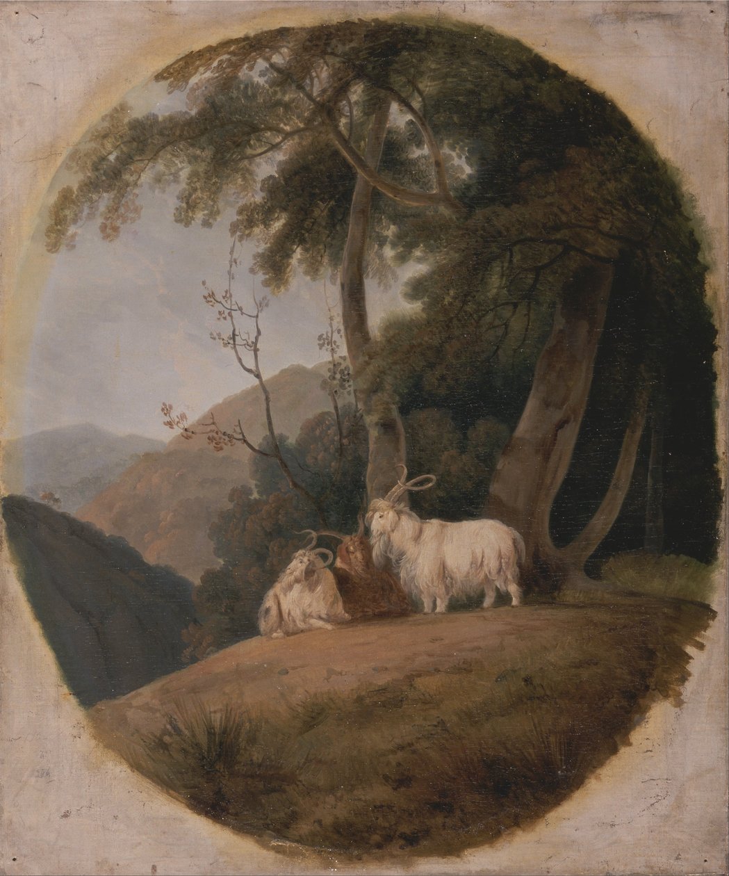 Kaschmir-Ziegen von William Daniell