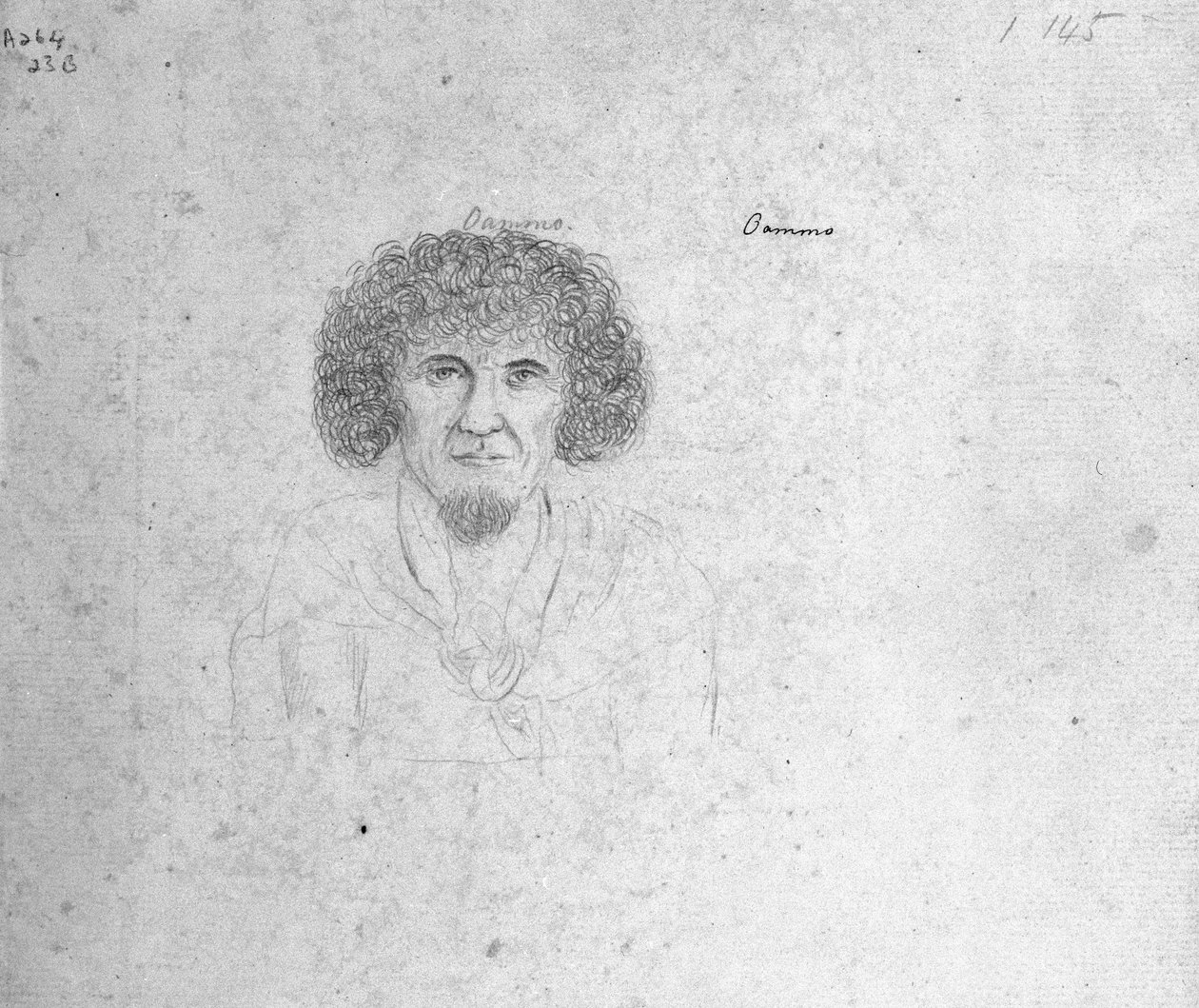 Oammo von William Ellis