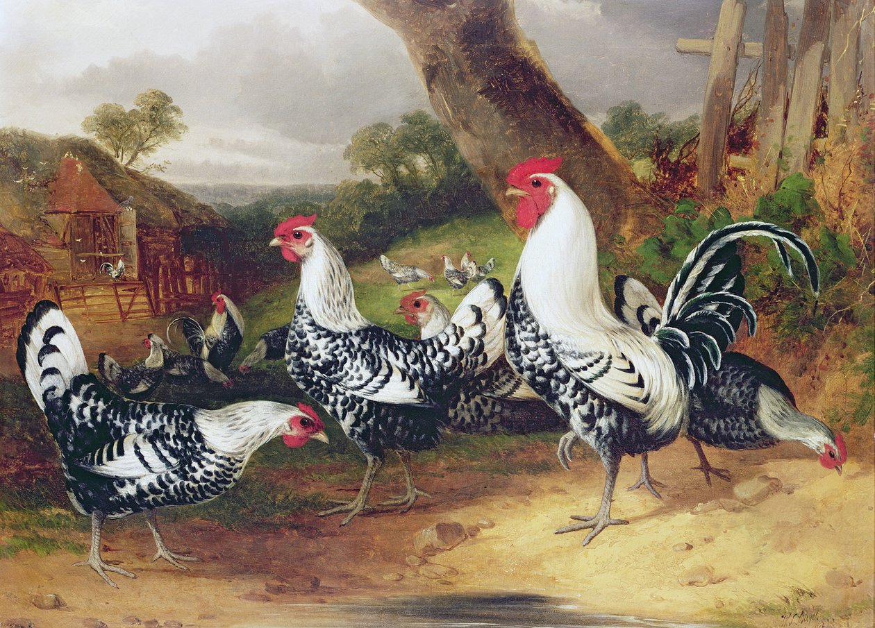 Hähne in einer Landschaft von William Joseph Shayer