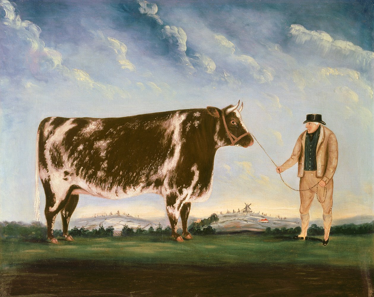 Studie eines Shorthorns von William Joseph Shayer