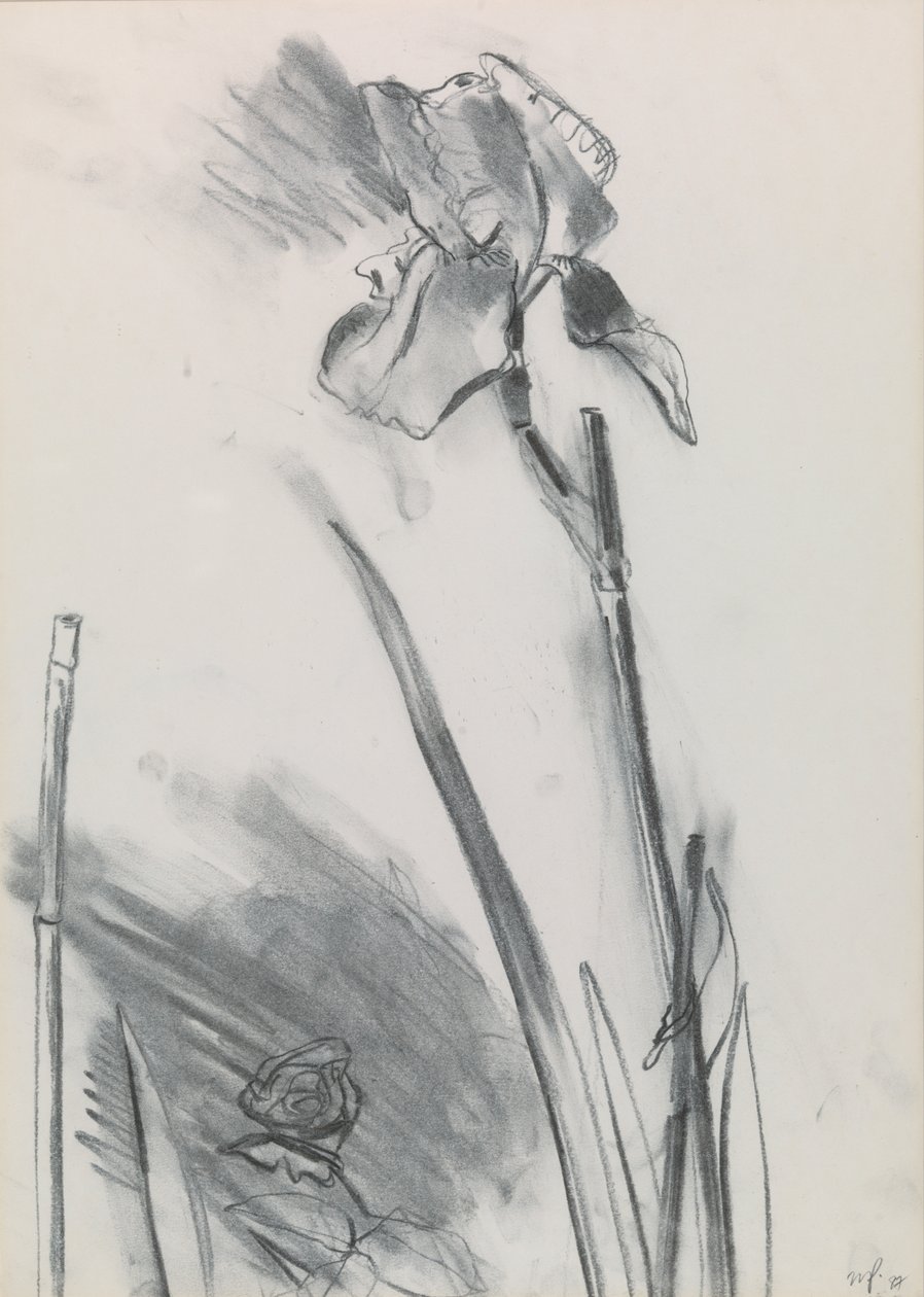 Iris 2 von William Packer