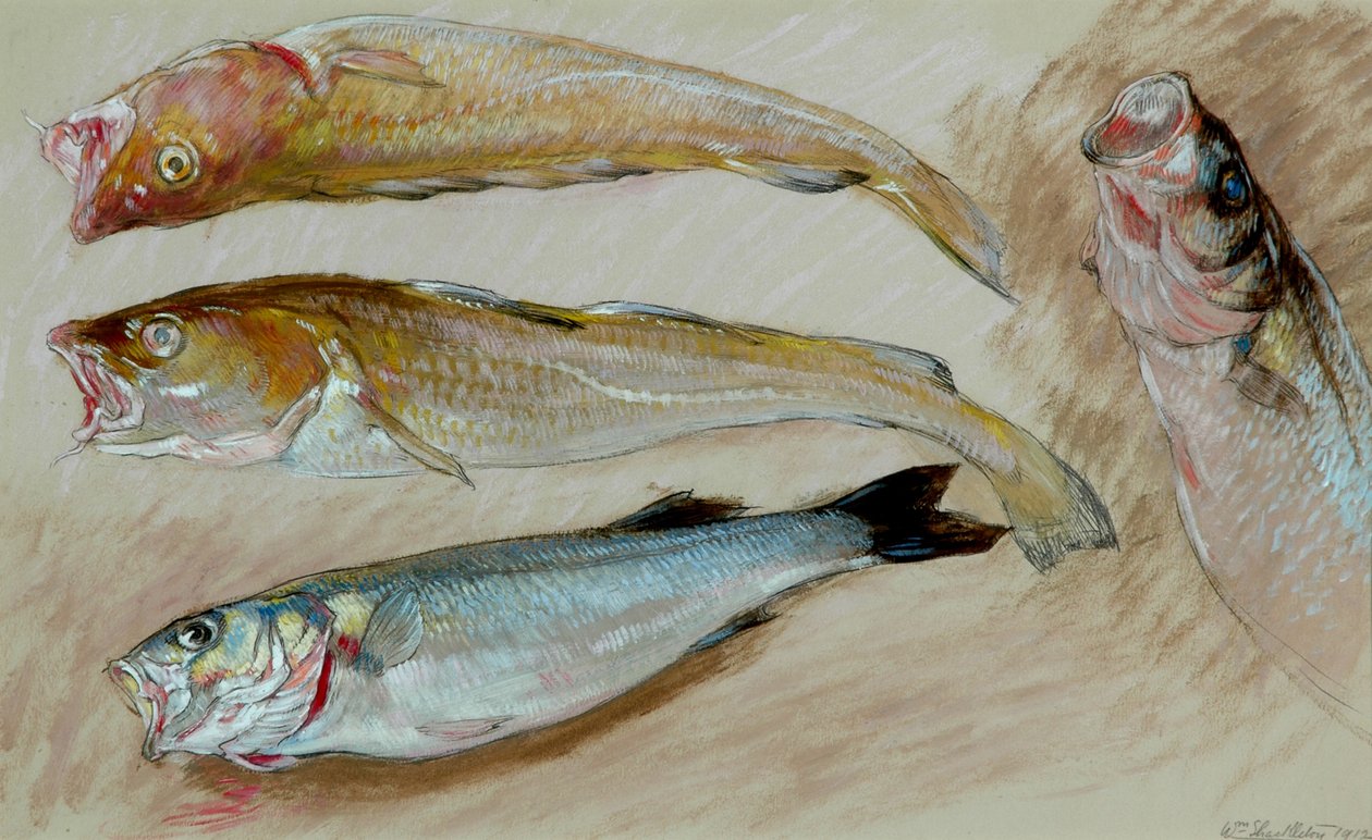 Studie von vier Fischen für 