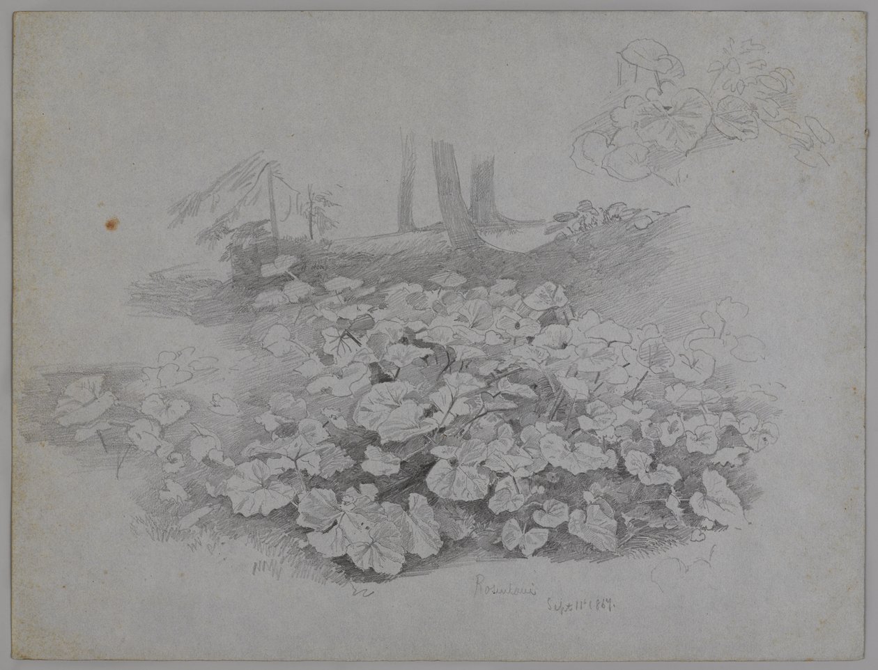 Pflanzenstudie, 11. September 1867 von William Trost Richards