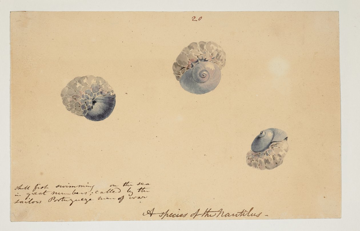 WD 961 f.20 von William Alexander