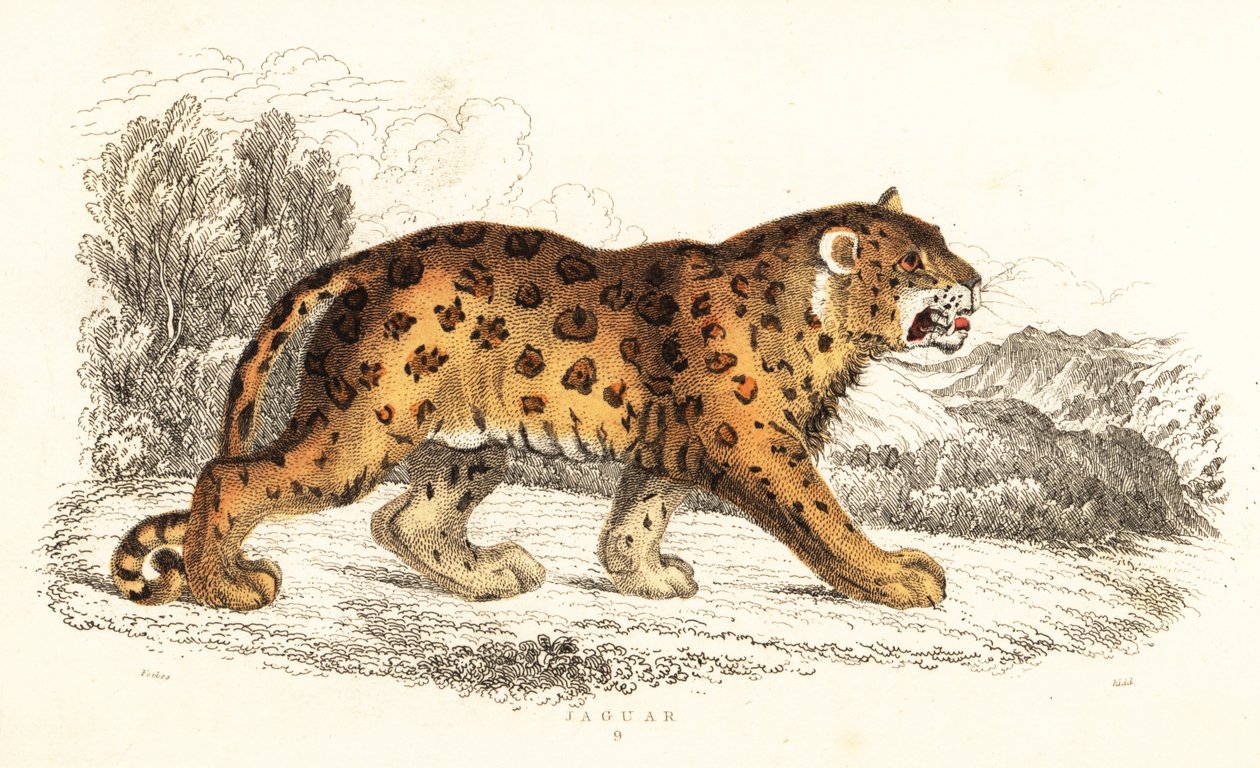 Jaguar, Panthera onca, 1834 von William Alexander Forbes