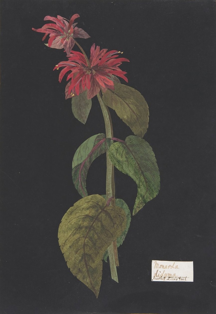 Monarda didyma, ca. 1791 von William Booth Grey
