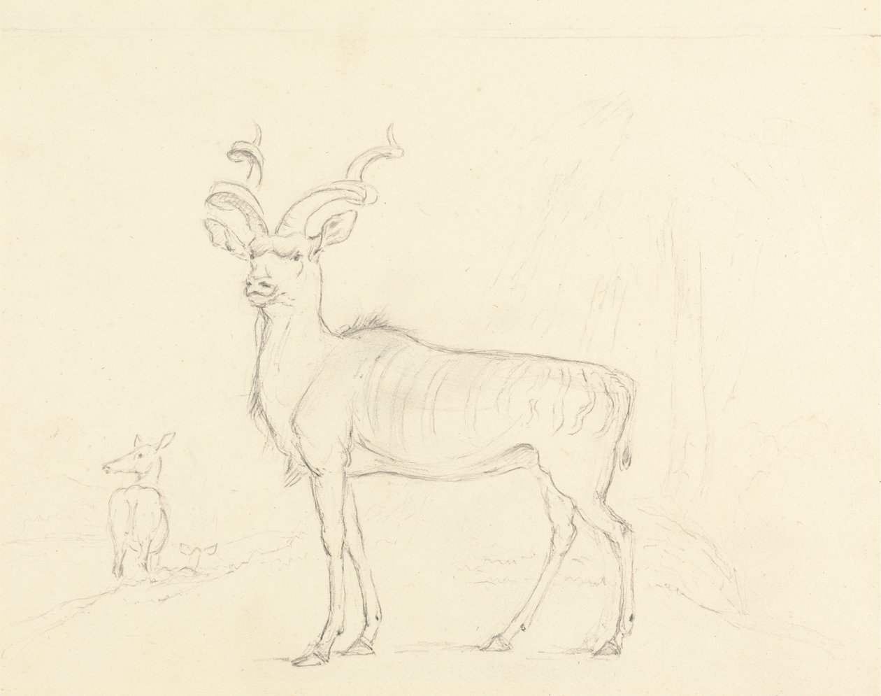 Der Kudu von William Daniell
