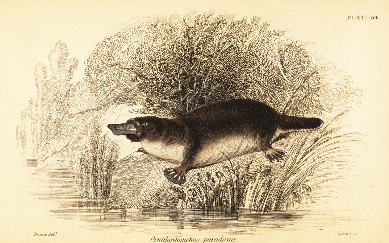 Schnabeltier, Ornithorhynchus anatinus von William Dickes