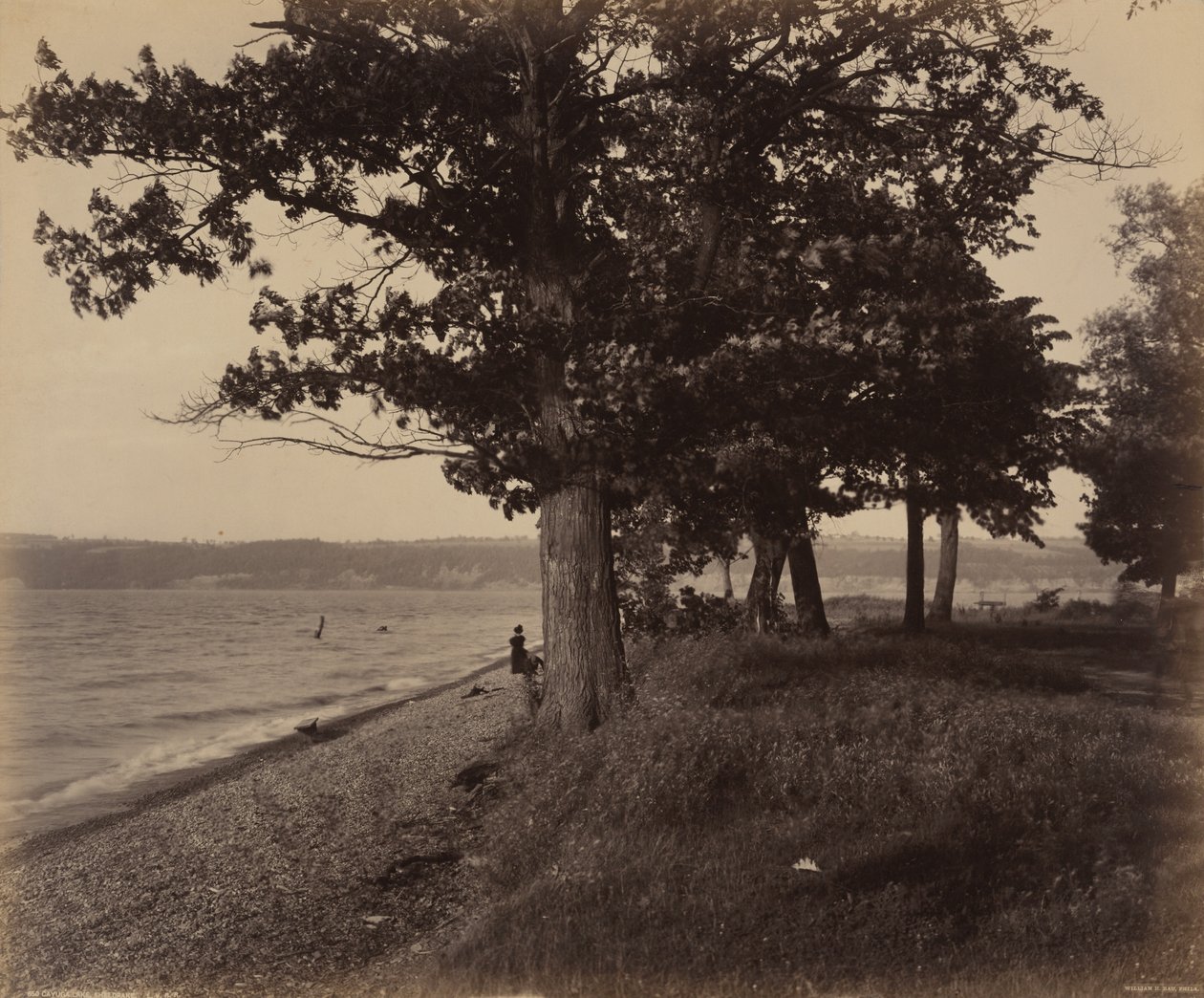 Cayuga-See, Sheldrake von William H. Rau