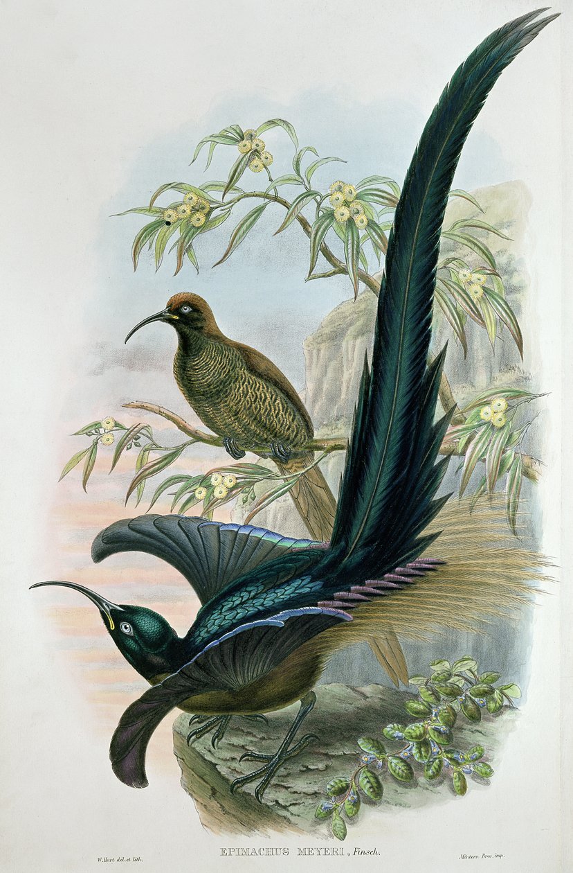 Epimachus Meyeri von William Hart