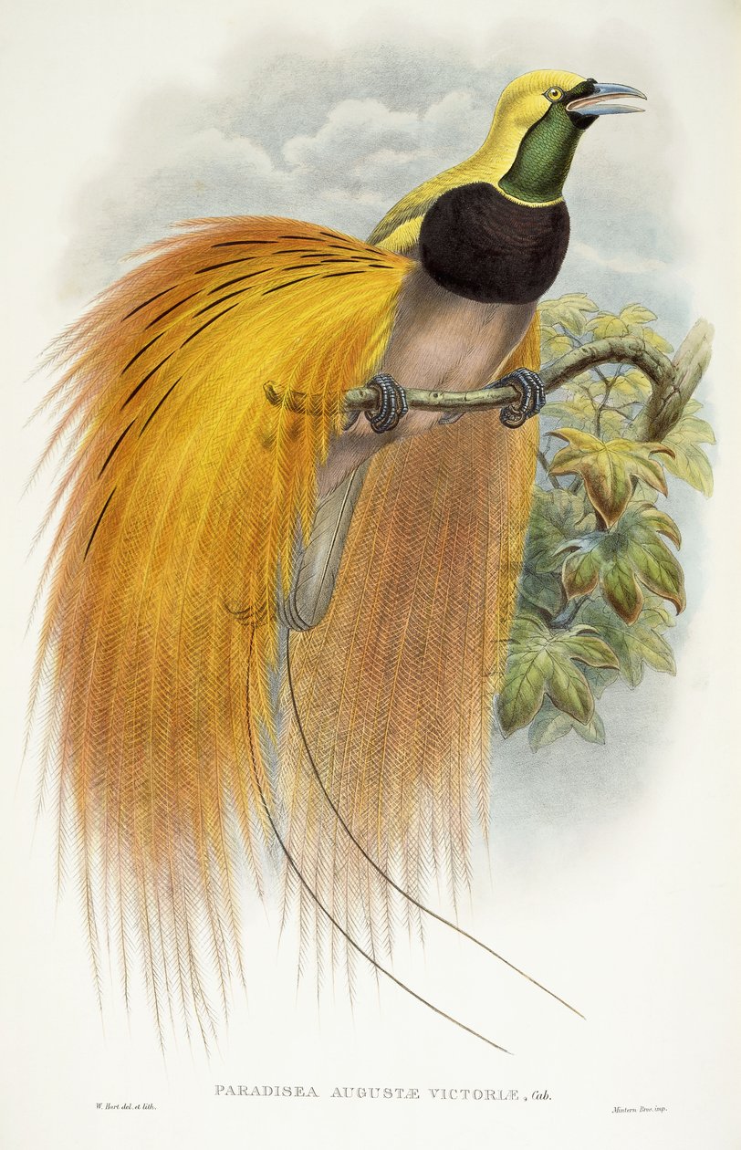 Paradisea Augustae Victoriae, 1891-1898 von William Hart