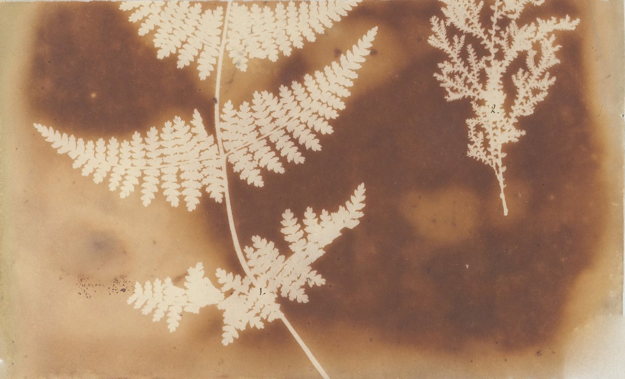 1. Farn. 2. Alge, 1839 von William Henry Fox Talbot