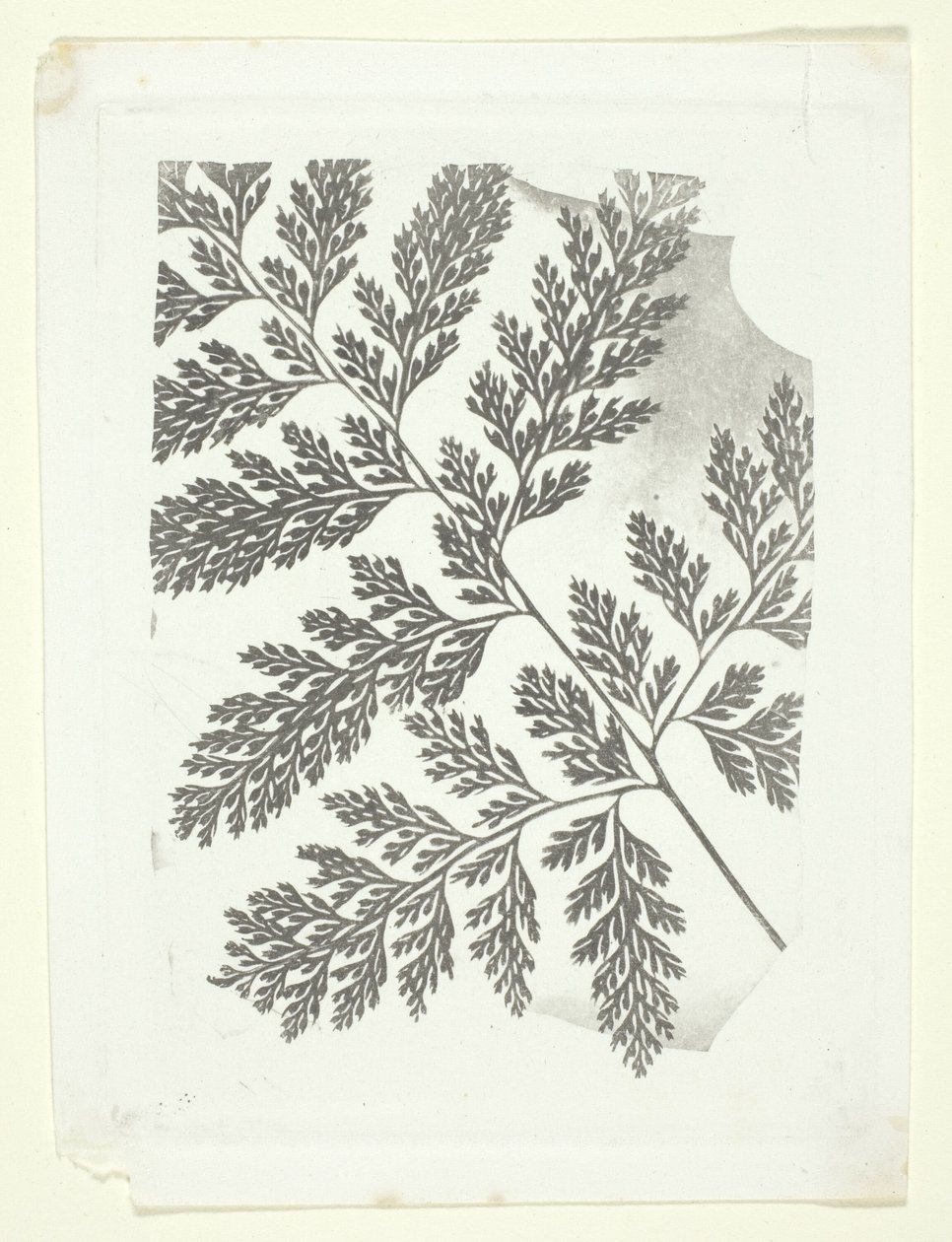 Zweig eines Farns von William Henry Fox Talbot