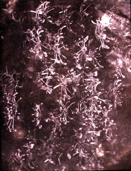 Geißblatt, Juni 1840 von William Henry Fox Talbot