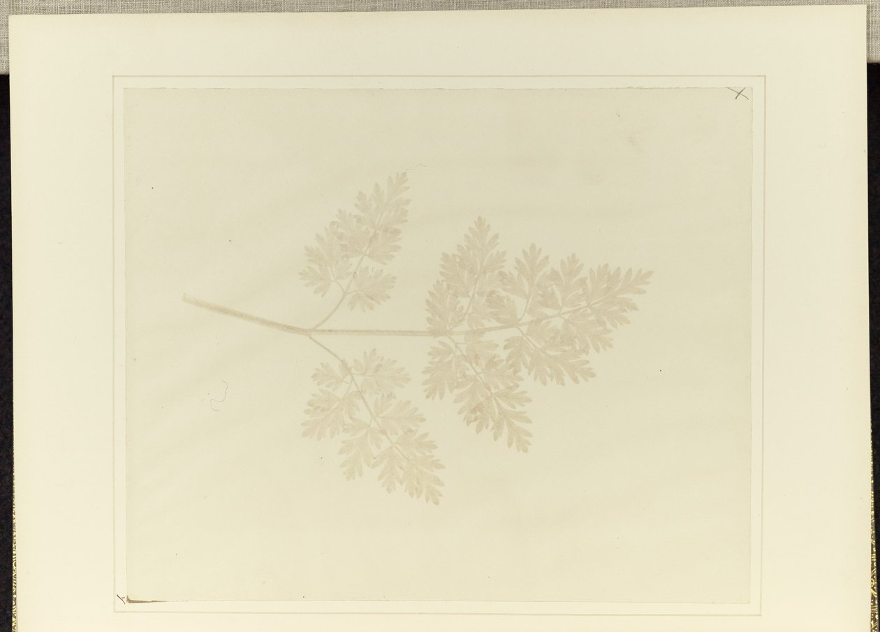 Blatt einer Pflanze von William Henry Fox Talbot