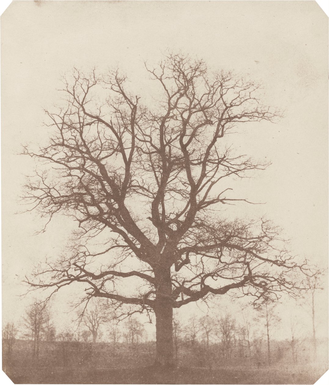 Eiche, Mitte der 1840er Jahre von William Henry Fox Talbot