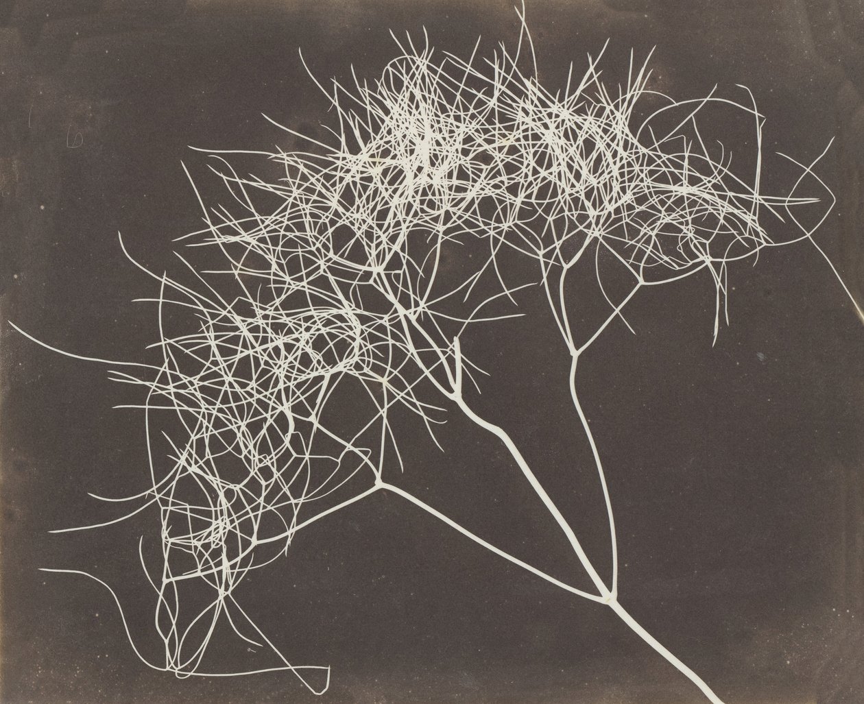 [Wilder Fenchel], 1841-42 von William Henry Fox Talbot