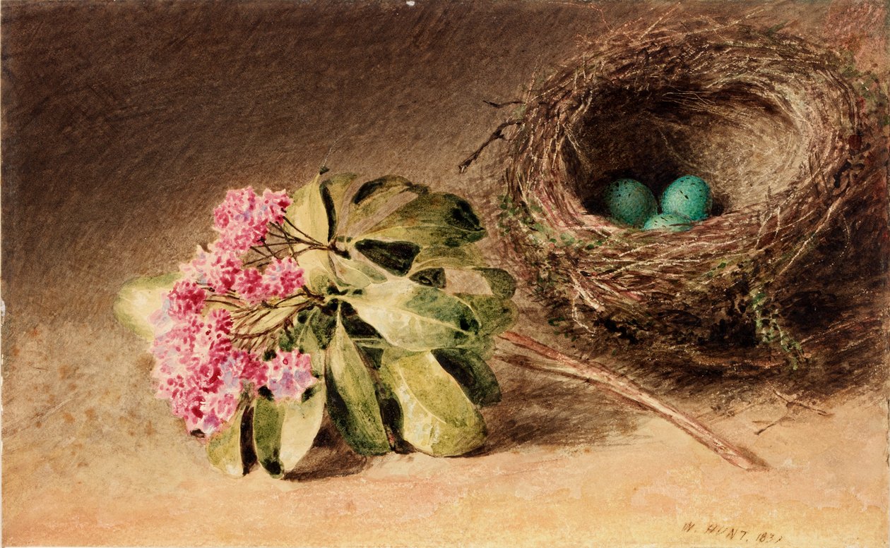 Vogelnest mit Blüten von William Henry Hunt