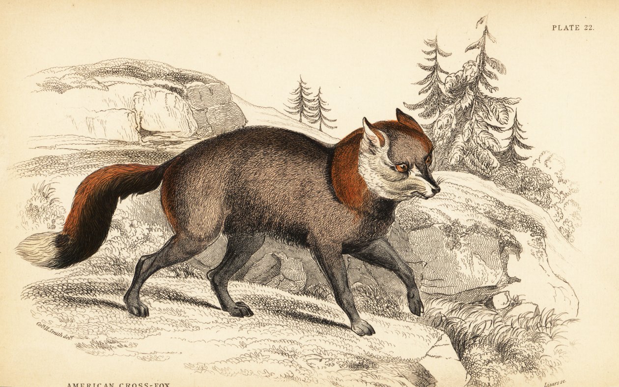 Amerikanischer Kreuzfuchs, Vulpes vulpes von William Home Lizars