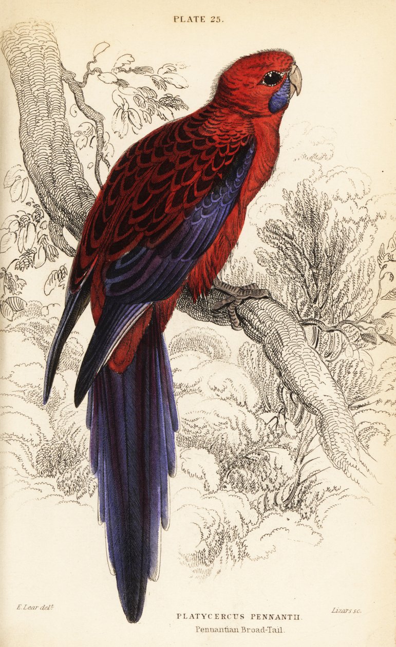 Purpurroter Sittich, Platycercus elegans von William Home Lizars
