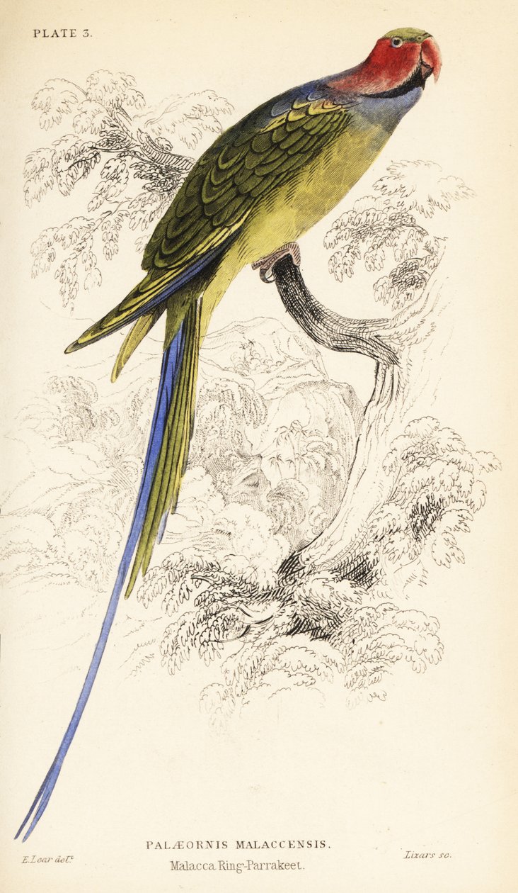 Langschwanzsittich, Psittacula longicauda von William Home Lizars