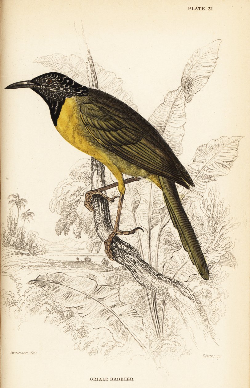 Pirolsänger, Hypergerus atriceps von William Home Lizars