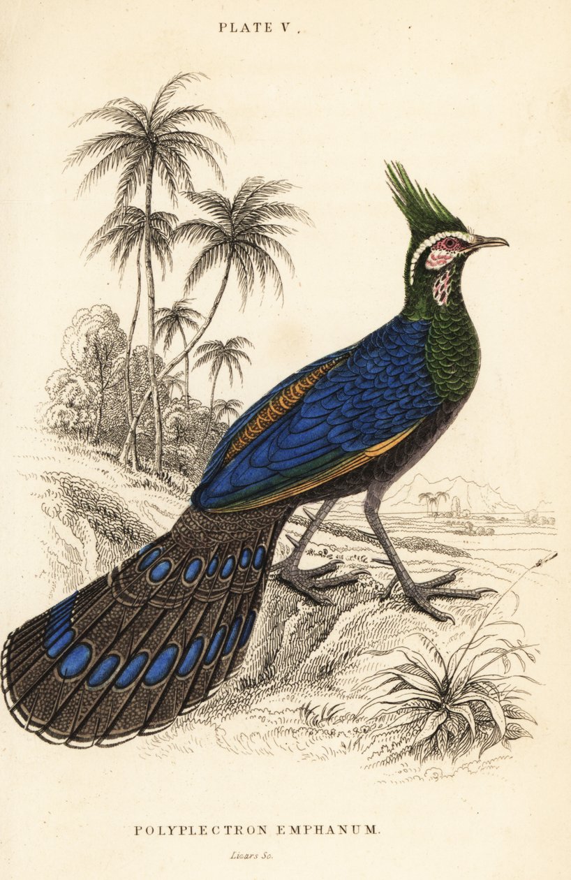 Palawan-Pfaufasan, Polyplectron napoleonis von William Home Lizars