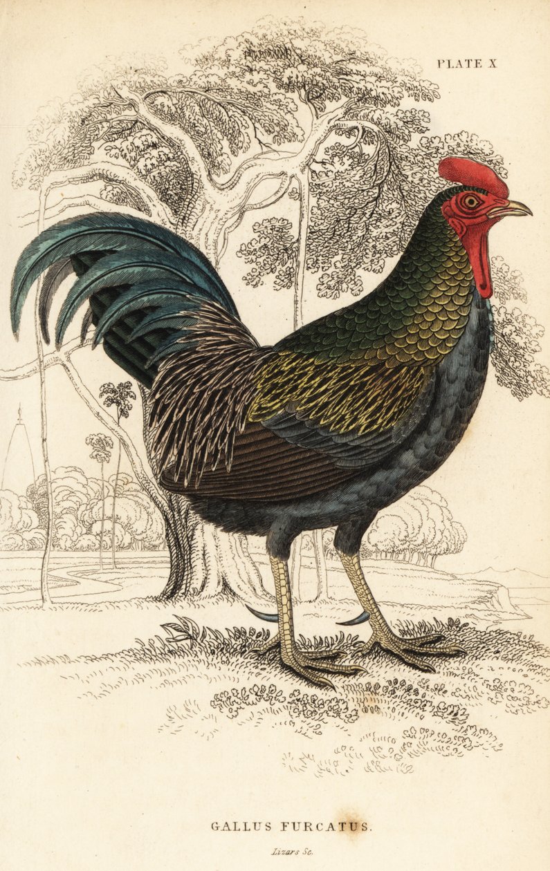 Bankivahuhn, Gallus gallus javanicus von William Home Lizars